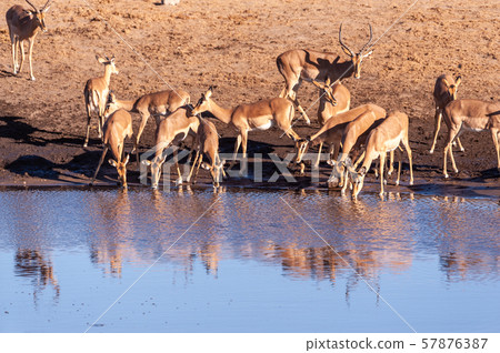 Impalas drinking from a waterhole 57876387