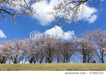 充滿櫻花的公園清新的春天形象 57880324