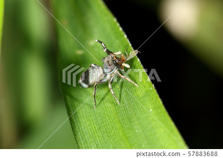 活著的生物，巨大的蒼蠅，雌性。狩獵成功，萬歲！假名？ 57883688