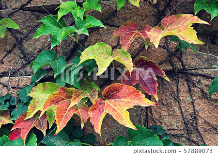 Leaves 57889073