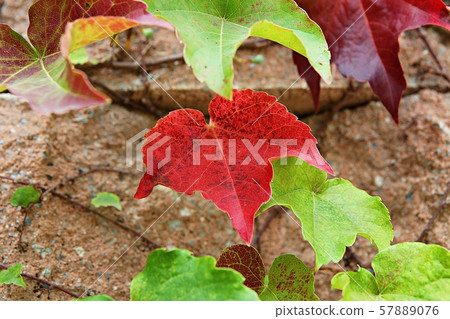 Leaves 57889076