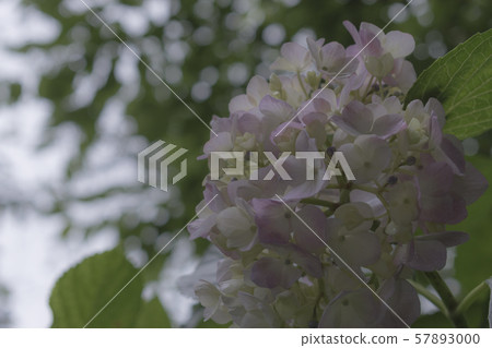 百合紫色繡球花 57893000