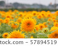 茨城縣築西市的向日葵 57894519