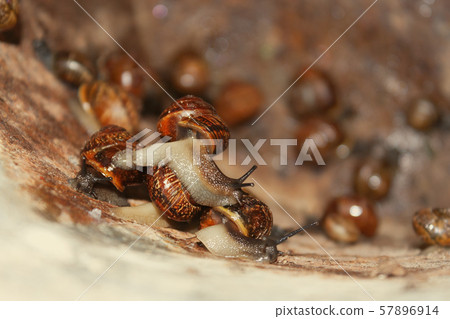 Garden snails Garden snails 57896914