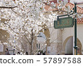 Takarazuka flower road 57897588