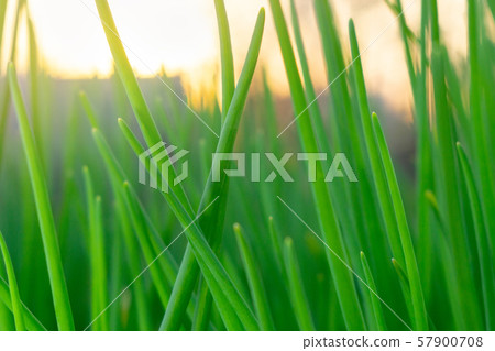 growing green onions close up 57900708
