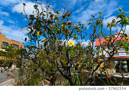 田園調布 57902554