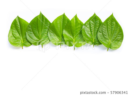 Green betel leaves, Fresh piper betle on white. 57906341
