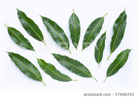 Top view of mango leaves on white 57906350