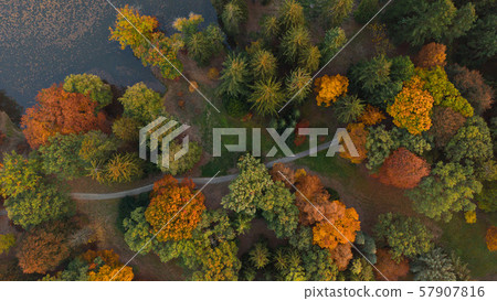 Aerial view of autumn forest. 57907816