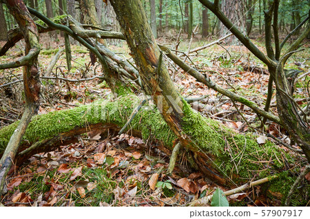 Old fallen tree covered with moss in a dark dense Old fallen tree covered with moss in a dark dense 57907917