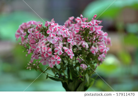 Picturesque bloom of bright phlox flowers 57911470
