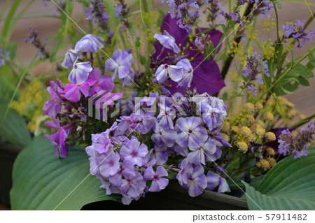 Picturesque bloom of bright phlox flowers Picturesque bloom of bright phlox flowers 57911482