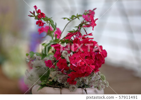 Picturesque bloom of bright phlox flowers 57911491