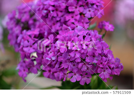 Picturesque bloom of bright phlox flowers Picturesque bloom of bright phlox flowers 57911509
