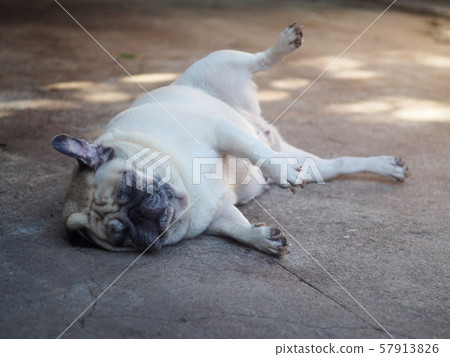 white fat cute lovely pug dog laying and rolling sleeping on the floor making funny face and posture white fat cute lovely pug dog laying and rolling sleeping on the floor making funny face and posture 57913826