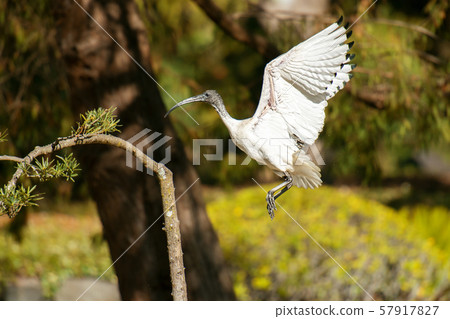 Australian White Ibis 57917827