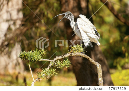 Australian White Ibis 57917829