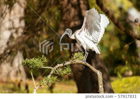 Australian White Ibis 57917831