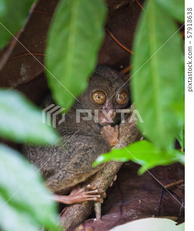 Tarsier the world smallest primate monkey with big eyes sitting on a branch with green leaves. Bohol 57918638