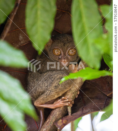 Tarsier the world smallest primate monkey with big eyes sitting on a branch with green leaves. Bohol 57918647