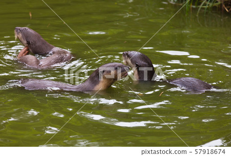 Three Oriental small-clawed otter, Amblonyx cinereus, also known as the Asian small-clawed otter Three Oriental small-clawed otter, Amblonyx cinereus, also known as the Asian small-clawed otter 57918674