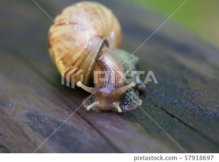Snail gliding on the wet wooden texture. Large mollusk snails with light brown striped shell, Helix 57918697
