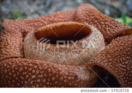 Red blooming Rafflesia the biggest flower in the world. Borneo, Malaysia. Plant a parasite with a Red blooming Rafflesia the biggest flower in the world. Borneo, Malaysia. Plant a parasite with a 57918728