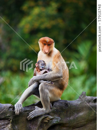 Proboscis monkeys. Cute primate with big long nose. Borneo, Malaysia. 57918748