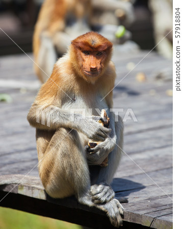 Proboscis monkeys. Cute primate with big long nose. Borneo, Malaysia. 57918804