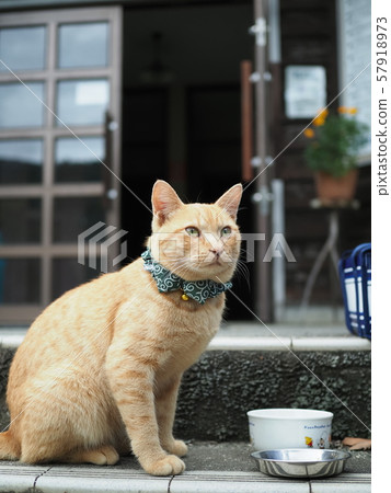 流浪貓·茶老虎 57918973