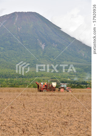 在北海道麥加里村拍攝馬鈴薯收穫景觀 57920916