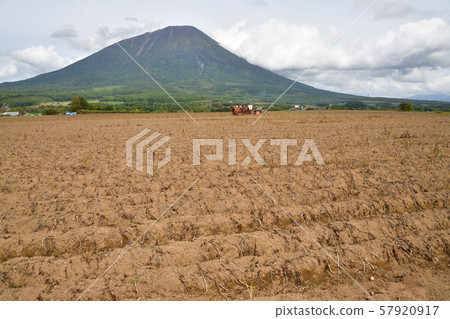 在北海道麥加里村拍攝馬鈴薯收穫景觀 57920917