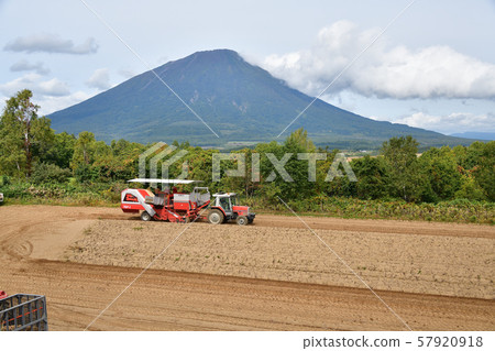 Photographing the landscape of potato harvesting in Makkari Village, Hokkaido Photographing the landscape of potato harvesting in Makkari Village, Hokkaido 57920918