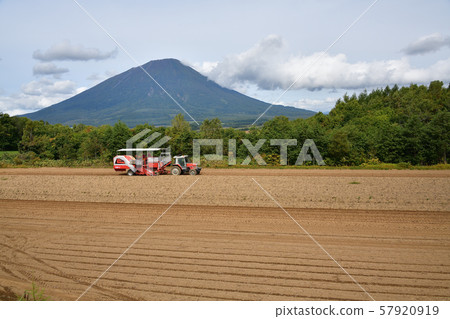 Photographing the landscape of potato harvesting in Makkari Village, Hokkaido 57920919