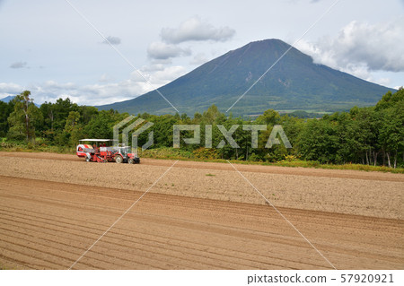 Photographing the landscape of potato harvesting in Makkari Village, Hokkaido Photographing the landscape of potato harvesting in Makkari Village, Hokkaido 57920921