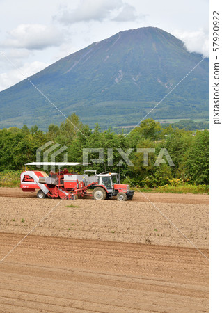 Photographing the landscape of potato harvesting in Makkari Village, Hokkaido Photographing the landscape of potato harvesting in Makkari Village, Hokkaido 57920922