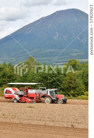 在北海道麥加里村拍攝馬鈴薯收穫景觀 在北海道麥加里村拍攝馬鈴薯收穫景觀 57920923