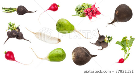 set of various fresh radishes isolated on white 57921151