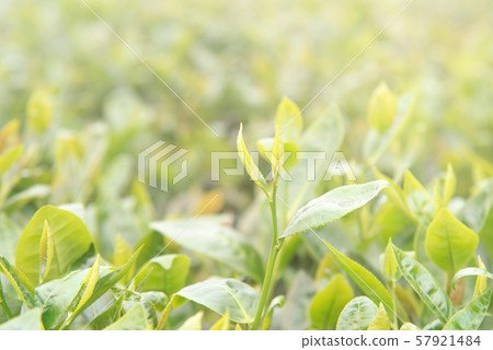 Tea tea young leaves sprout green background farmland tea garden close-up sunlight green tea leaf Tea tea young leaves sprout green background farmland tea garden close-up sunlight green tea leaf 57921484
