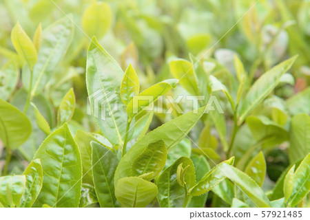 茶 茶葉 嫩葉 新芽 綠色 背景 農田 茶園 特寫 陽光 green tea leaf お茶 茶 茶葉 嫩葉 新芽 綠色 背景 農田 茶園 特寫 陽光 green tea leaf お茶 57921485