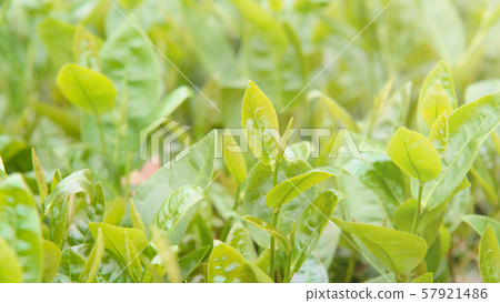 茶 茶葉 嫩葉 新芽 綠色 背景 農田 茶園 特寫 陽光 green tea leaf お茶 茶 茶葉 嫩葉 新芽 綠色 背景 農田 茶園 特寫 陽光 green tea leaf お茶 57921486