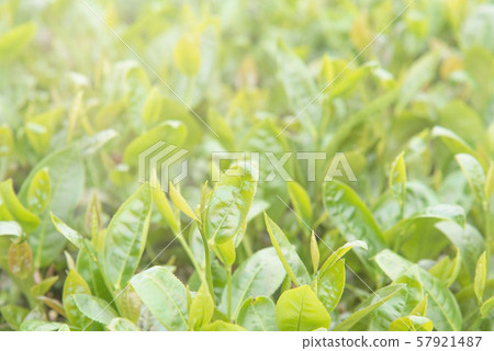 茶 茶葉 嫩葉 新芽 綠色 背景 農田 茶園 特寫 陽光 green tea leaf お茶 茶 茶葉 嫩葉 新芽 綠色 背景 農田 茶園 特寫 陽光 green tea leaf お茶 57921487