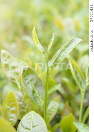 茶 茶葉 嫩葉 新芽 綠色 背景 農田 茶園 特寫 陽光 green tea leaf お茶 茶 茶葉 嫩葉 新芽 綠色 背景 農田 茶園 特寫 陽光 green tea leaf お茶 57921488