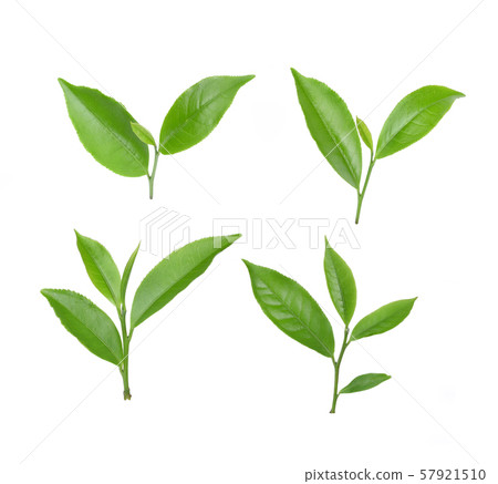 green tea leaf isolated on white background 57921510