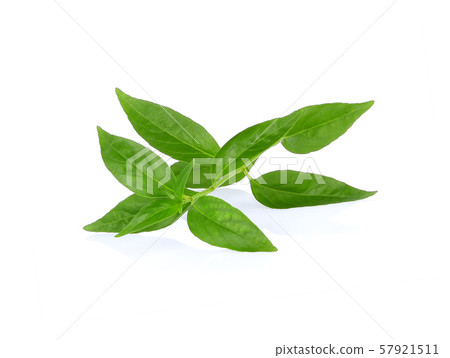 Andrographis paniculata leaf on w 57921511