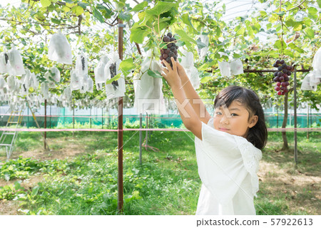 小學女孩狩獵葡萄 小學女孩狩獵葡萄 57922613