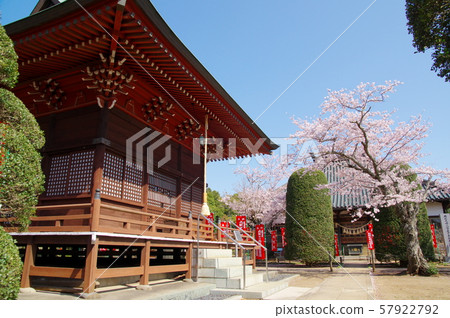 櫻花盛開在恩明寺(千葉縣白井市) 櫻花盛開在恩明寺(千葉縣白井市) 57922792