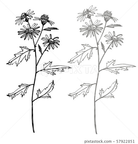 Chamomile. Collection of hand drawn flowers and plants. Botany. Set. Vintage flowers. Black and Chamomile. Collection of hand drawn flowers and plants. Botany. Set. Vintage flowers. Black and 57922851