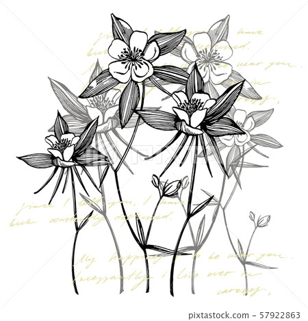 Double Columbine flowers. Collection of hand drawn flowers and plants. Botany. Set. Vintage flowers Double Columbine flowers. Collection of hand drawn flowers and plants. Botany. Set. Vintage flowers 57922863